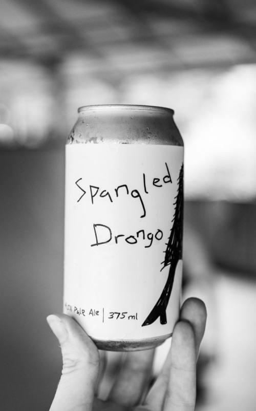 Spangled Drongo